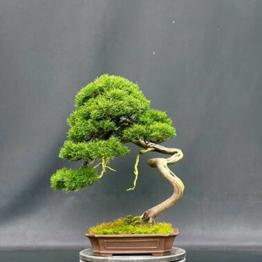 Bonzai Marché japonais Festival Japon Matsukazé Mérignac Bordeaux
